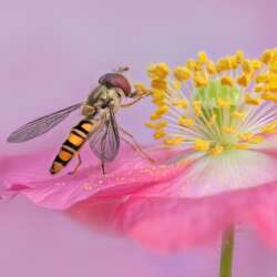 Hoverfly on a Poppy flower by Sophia Spurgin