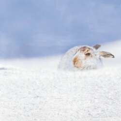 King of the Mountain by Colin Brister