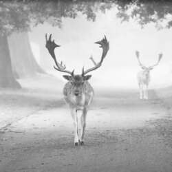 One foggy morning by Claire Norman