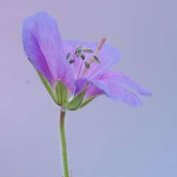 Pale Lilac Cosmos by Lynne Fletcher