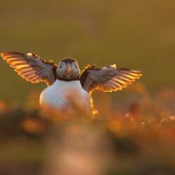 Puff Angel by Robin Lee