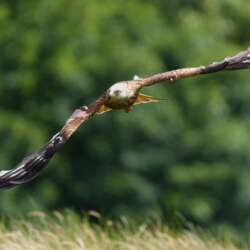 Red Kite by Peter Turner