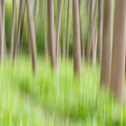 The wood by John Smith