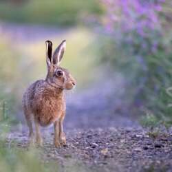 Wild Brown Hare by Sophia Spurgin