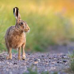 Brown Hare (Lepus europaeus) by Diane Le Count