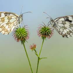 Marbled Whites by Diane Le Count