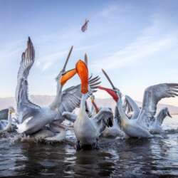 Catching a fish, Pelicans of Greece by Sophia Spurgin
