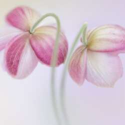 Japanese Anemones by Sophia Spurgin
