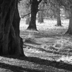 Into the Trees by Abbi Blakey