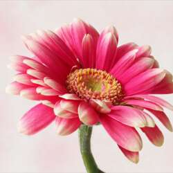 Gerbera by Lynn Saunders