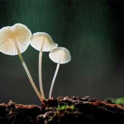 Common Bonnet in the Rain by Lynn Saunders