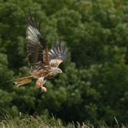 In flight by Peter Turner