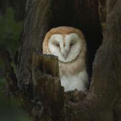 Wild juvenile barn own in a tree hollow by Claire Norman