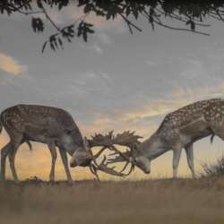 Fallow deer rutting by Claire Norman