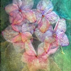Geraniums by Tony Perryman