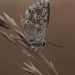 Chalk Hill Blue on a strand of dry grass by Grant Sams