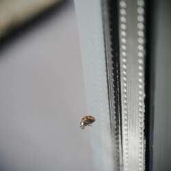 Ladybird on the glass by Grant Sams