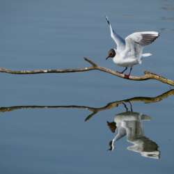 Black-Headed Gull Reflections by Graham Woolmer