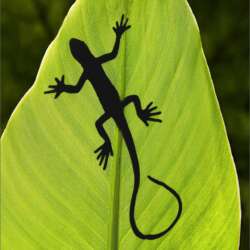 The Visitor by Tony Perryman