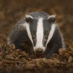 Badger in autumn by Claire Norman