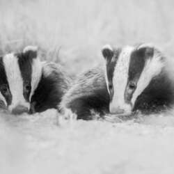 Badgers emerging from their sett by Claire Norman