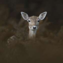 Fallow deer in bracken by Claire Norman