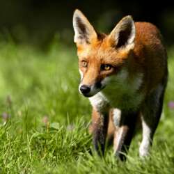 On The Prowl by Lynne Fletcher