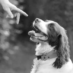 Stay! by Lynne Fletcher