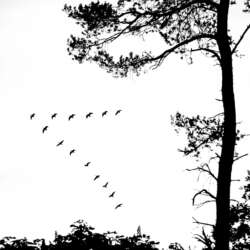 A Flight over the Forest by Matthew Bickham