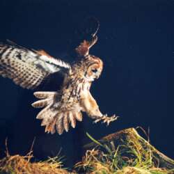 Tawney Owl attack by Mike Wilson