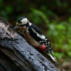 Woodpecker by Peter Turner