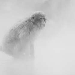 Snow Monkey by Robin Lee