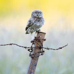 Wild Little Owlet by Robin Lee