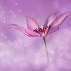 Clematis by Sophia Spurgin