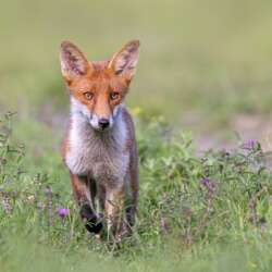 Wild Fox Cub by Sophia Spurgin