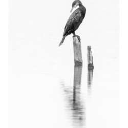 Cormorant by Suze Cousins