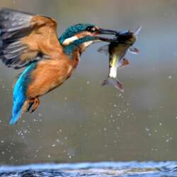 Kingfishing by Suze Cousins