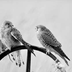 Please Mum by Suze Cousins