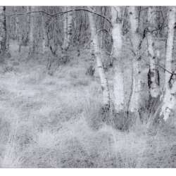 Silver birch and grasses by Tony Perryman