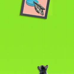 The Optimist by Tony Perryman