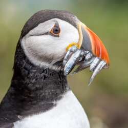 Puffin with Lunch by Diane Le Count