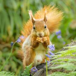 Red Squirrel by Diane Le Count