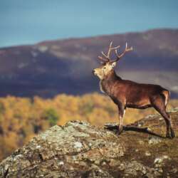 Red Deer Stag on Rutting Stand by Mike Wilson