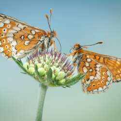 Two Marsh Fritillaries by Carol Green