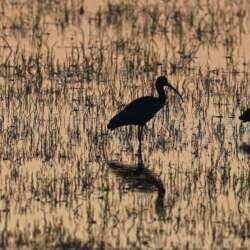 Sacred Ibis at Sunset by Anita Smith