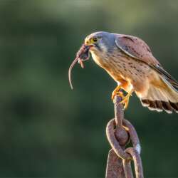 Kestrel with Catch by Diane Le Count