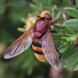 Hornet false Hoverfly by Anita Smith