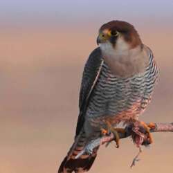 Red-necked Falcon with Prey at Sunrise by Anita Smith