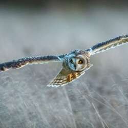 The Hunter by Carol Green