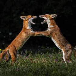 Fox fight by Sophia Spurgin